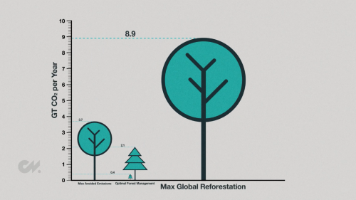 Bosques: potencial reforestación global