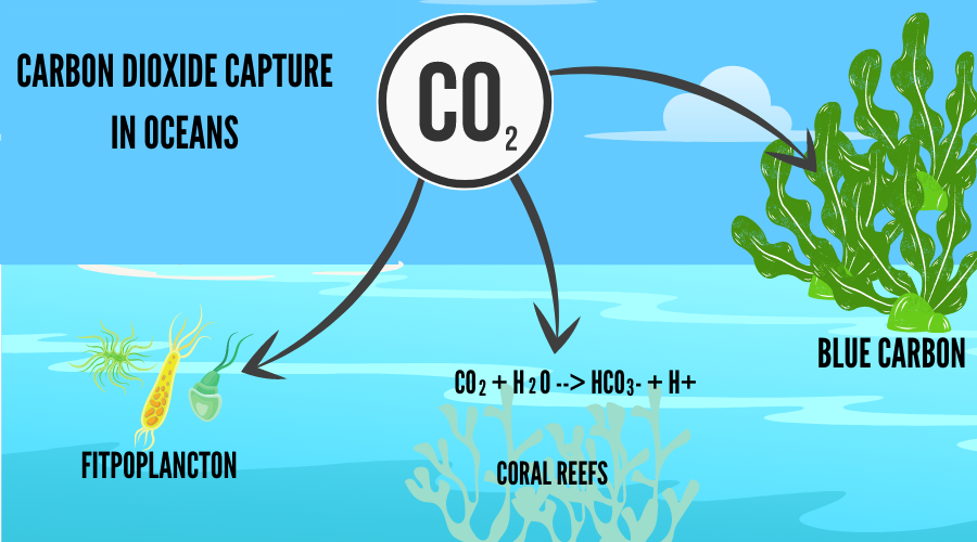Carbon capture in oceans to get blue carbon credits